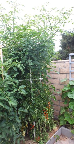 Sweet Million photo SweetMillion_zps394131a0.jpg